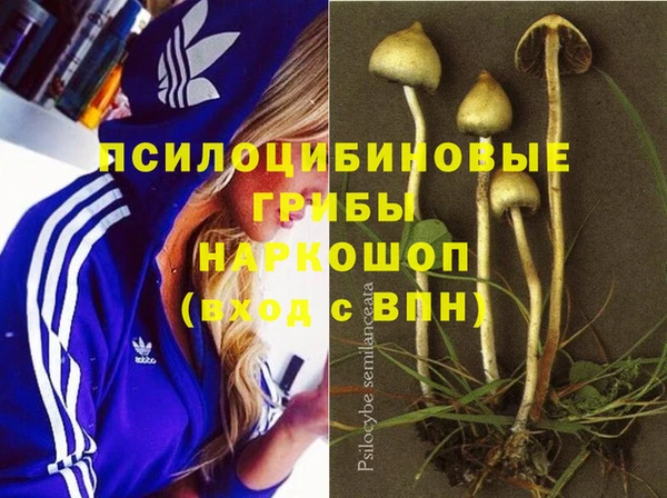 индика Аркадак